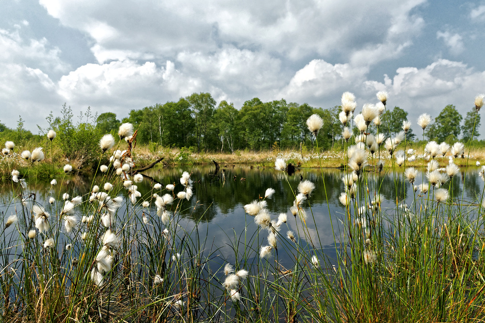 Wollgras im Moor