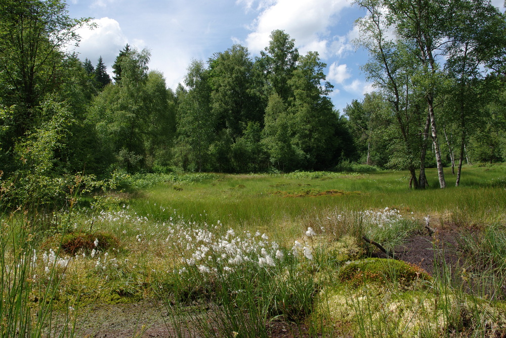 Wollgras im Moor