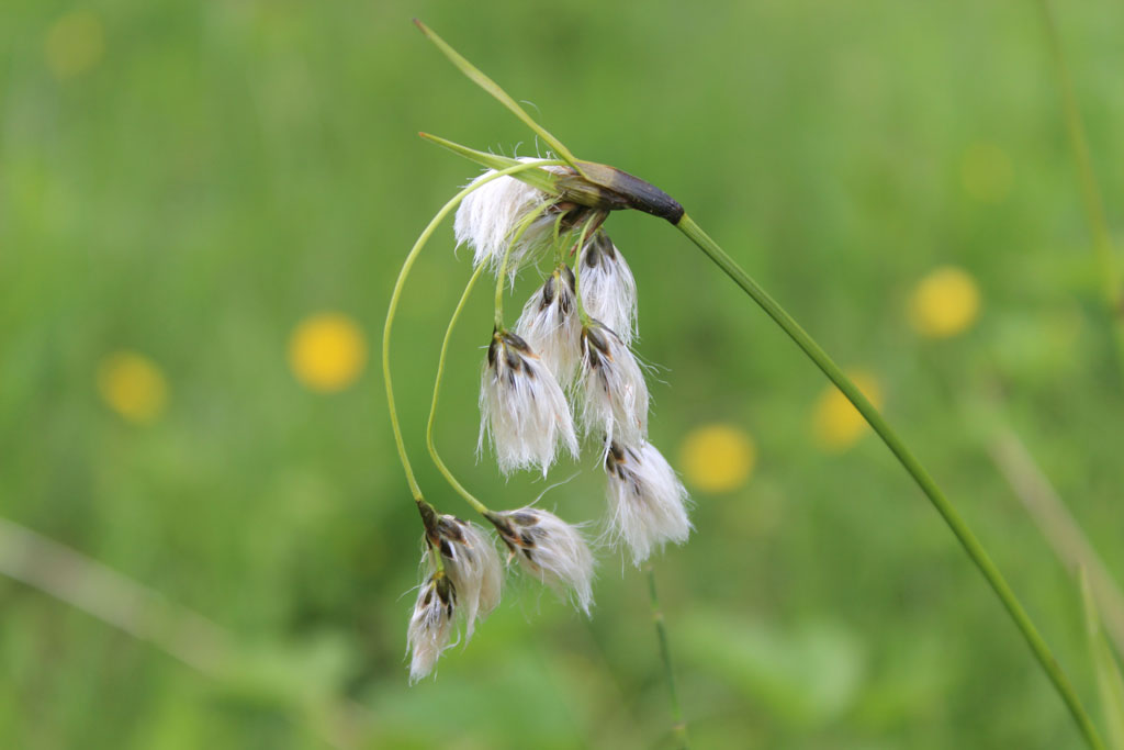  Wollgras im Moor  