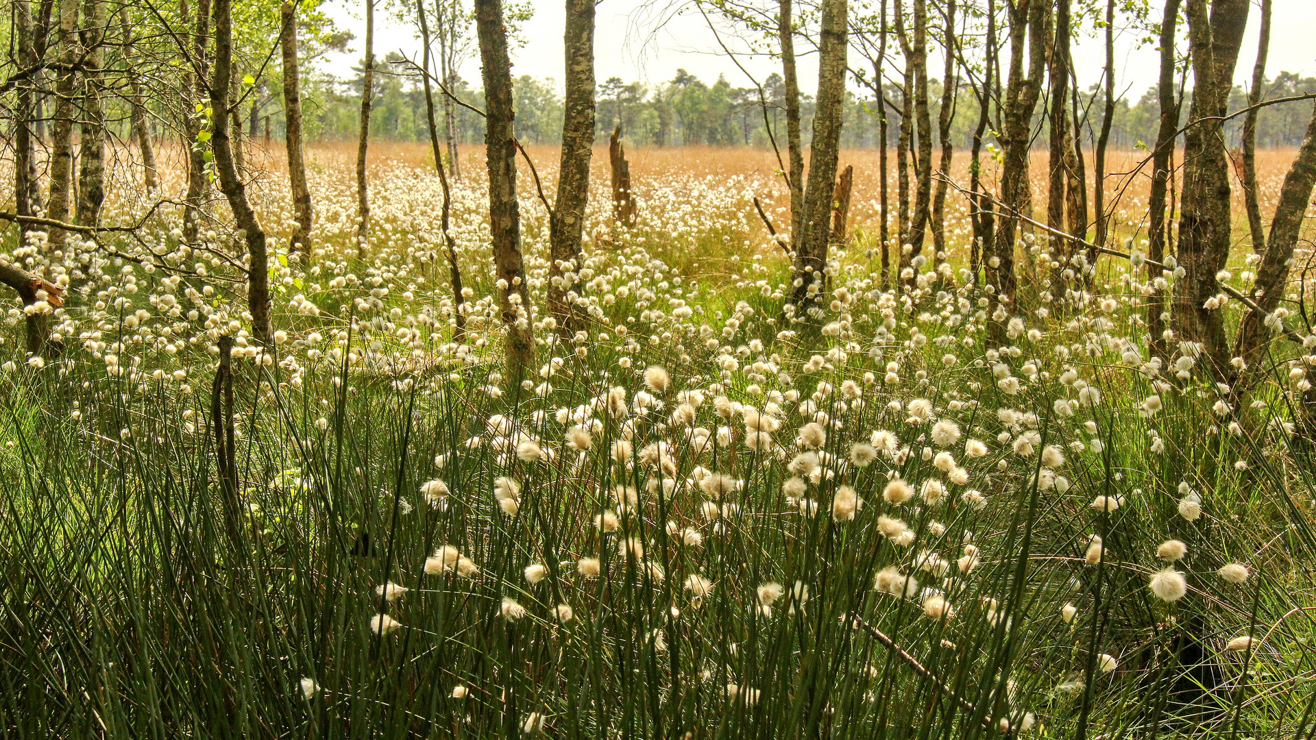 Wollgras im Moor