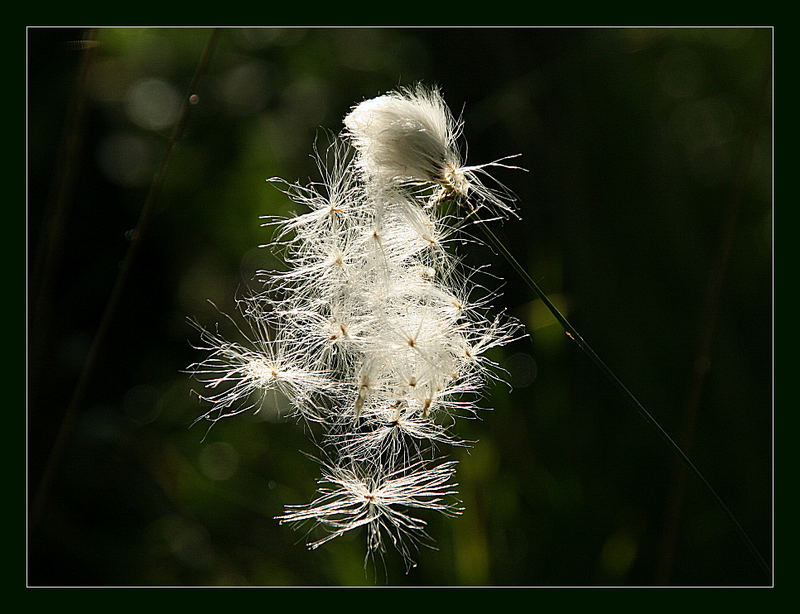 Wollgras im Moor