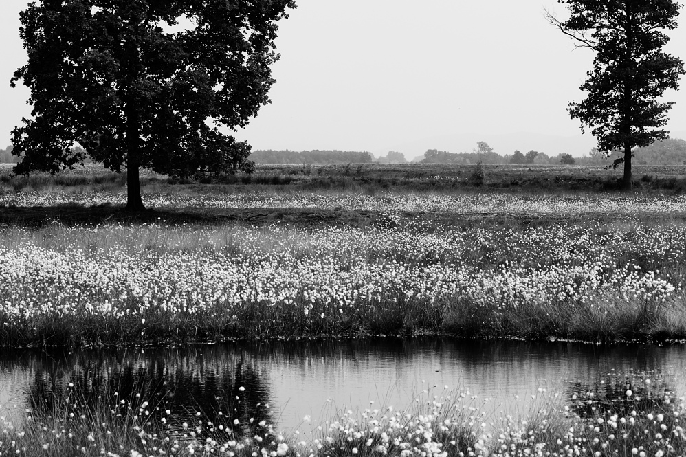 Wollgras im Moor