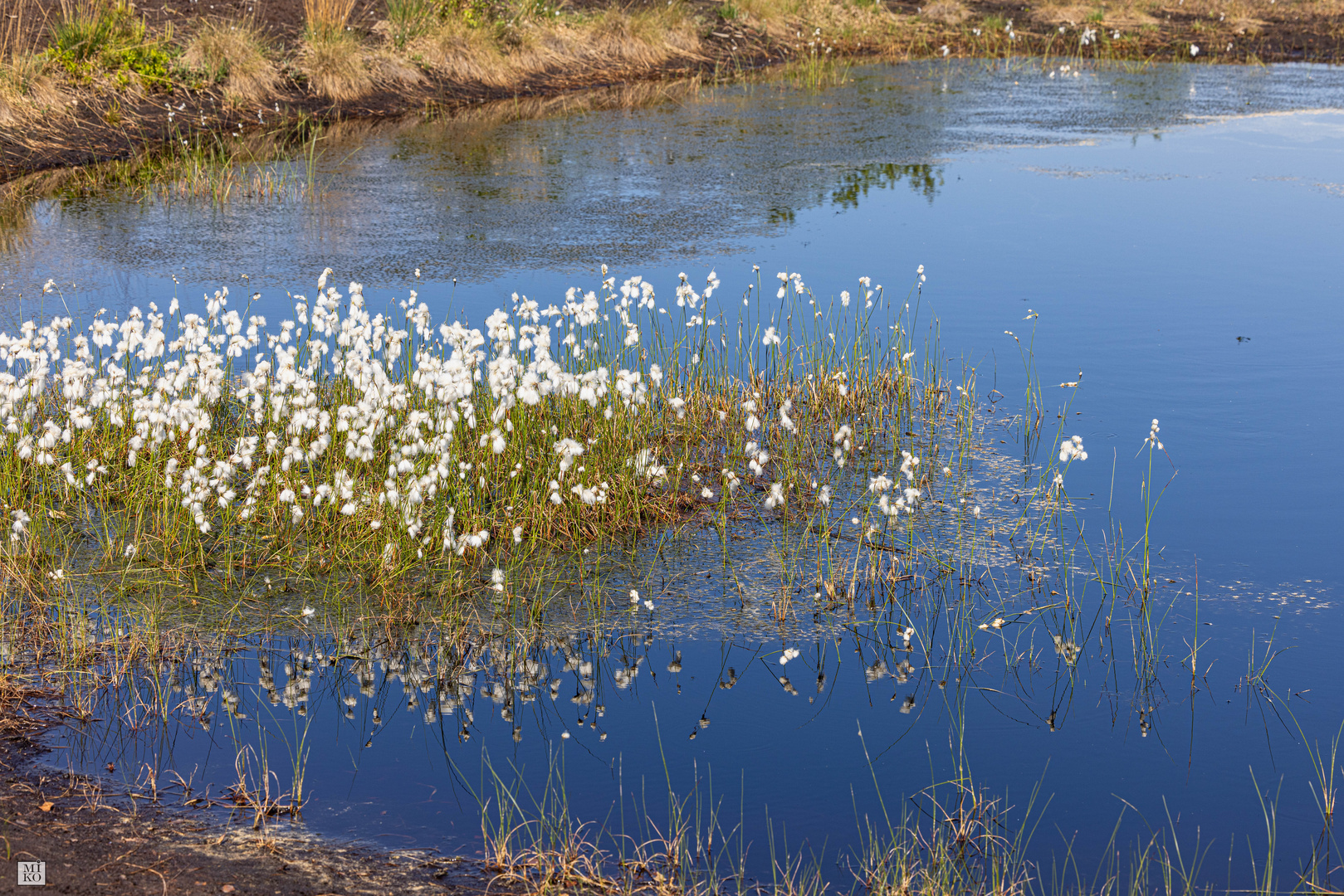 Wollgras im Moorsee