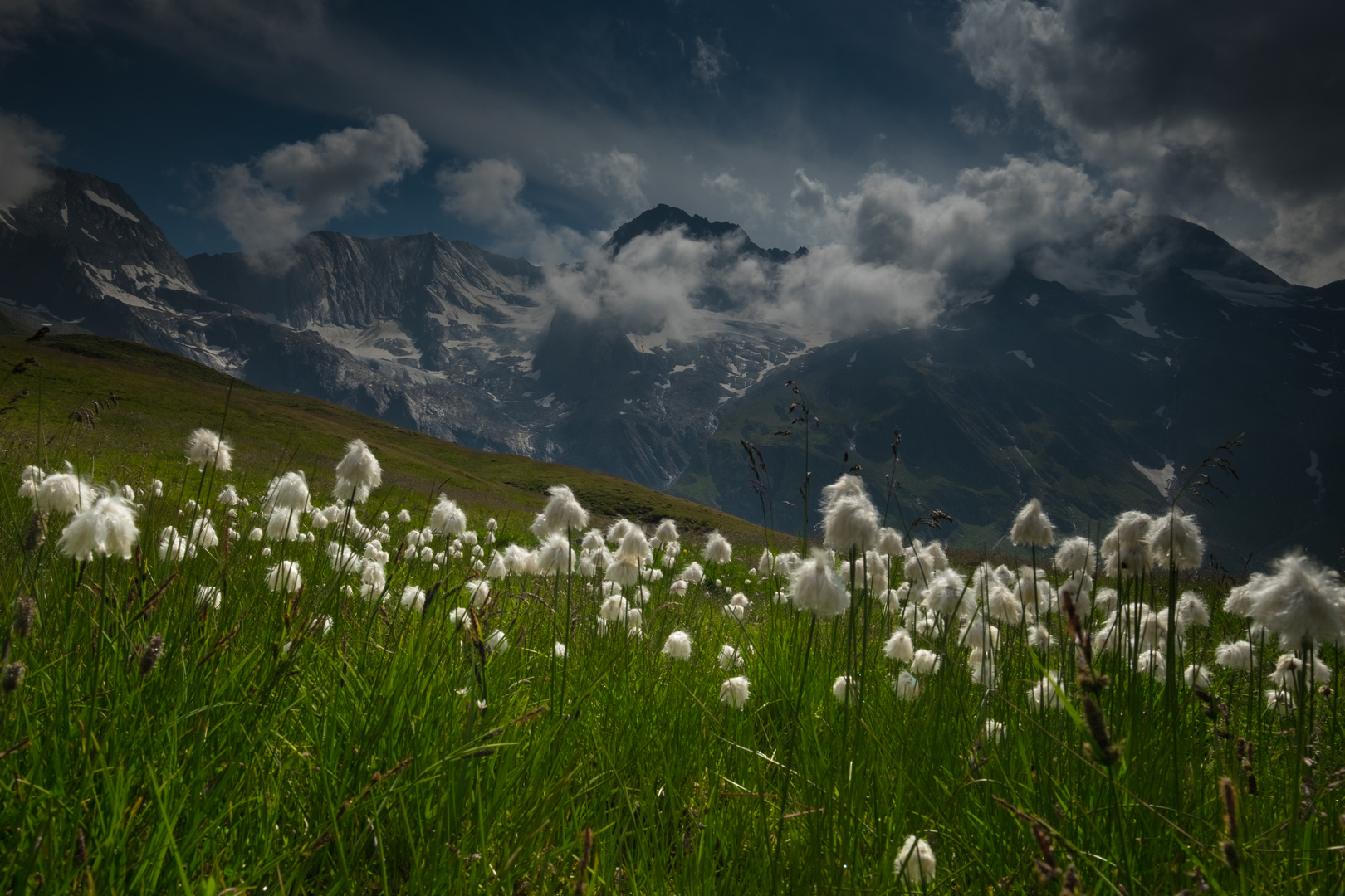 Wollgras im Passeiertal