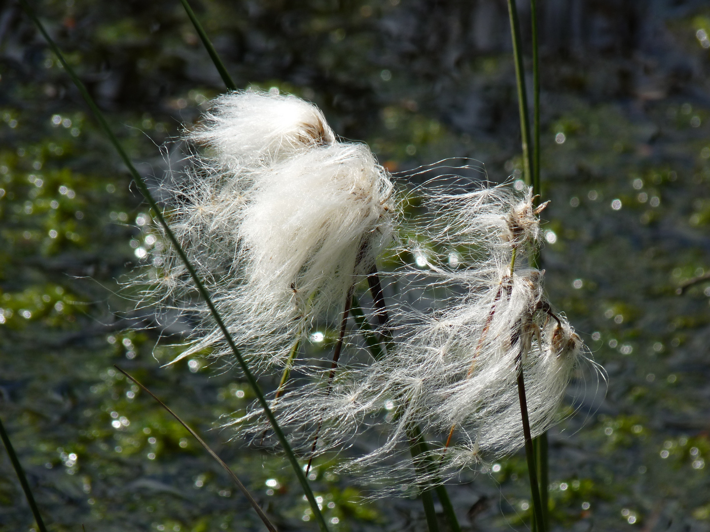 Wollgras im Pietzmoor