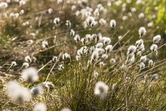 Wollgras im Pietzmoor - Lüneburger Heide