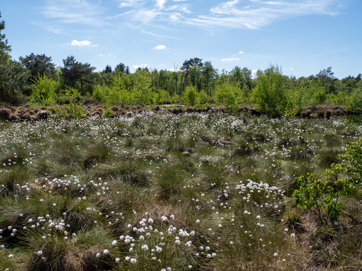 Wollgras im Quelkhorner Moor