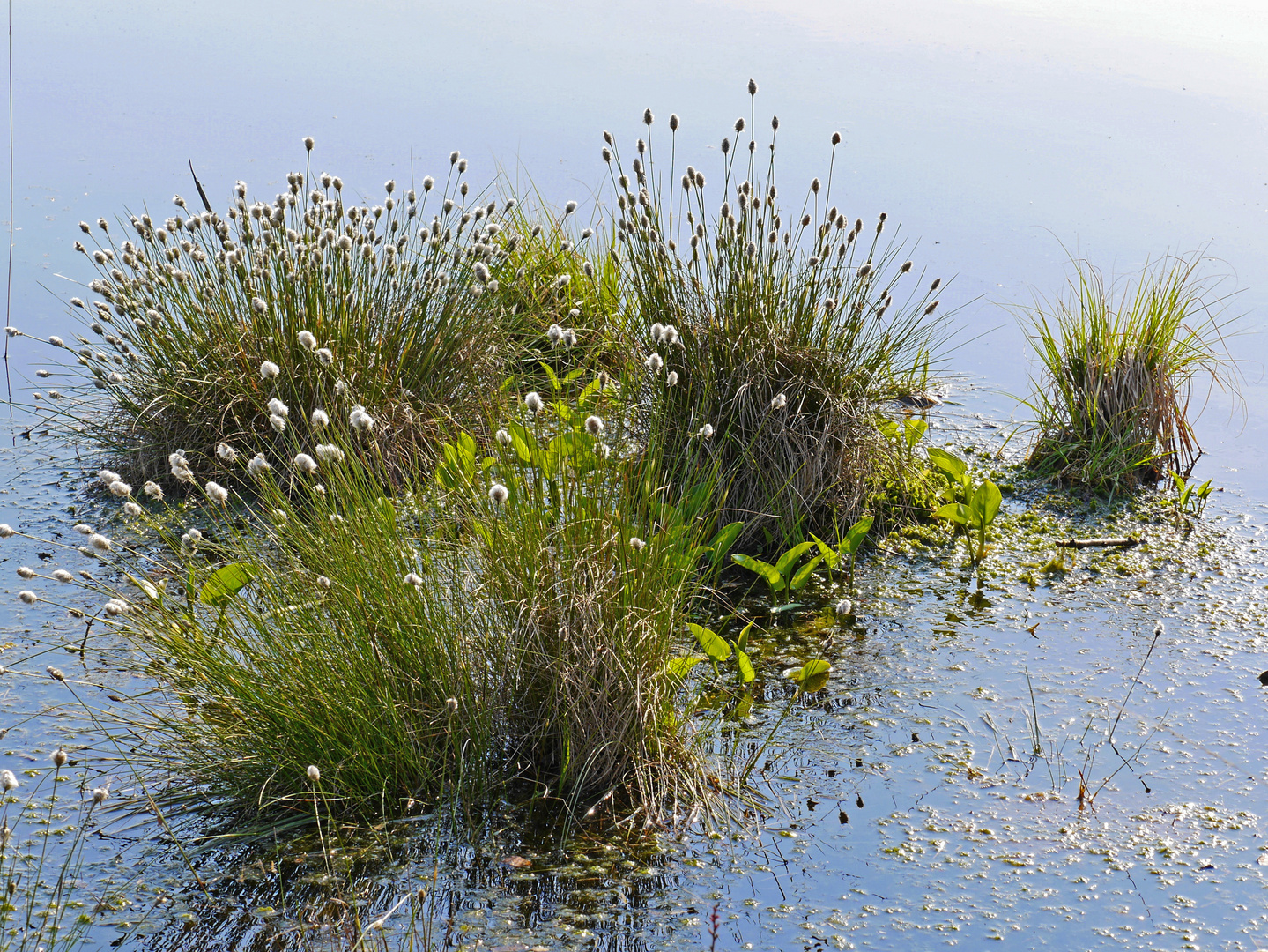 Wollgras im Quelkhorner Moor