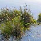 Wollgras im Quelkhorner Moor