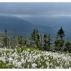 Wollgras im Riesengebirge,