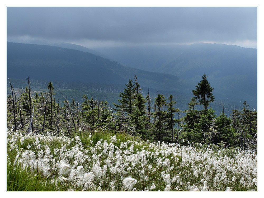 Wollgras im Riesengebirge,