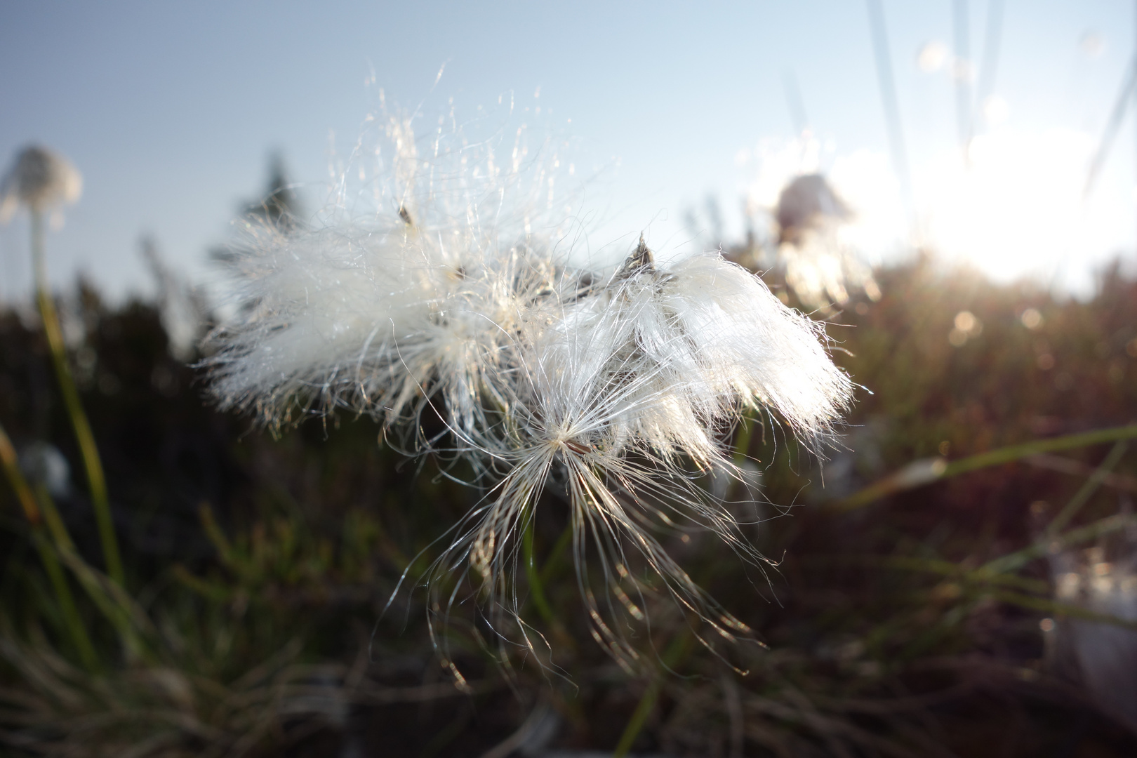 Wollgras im Sonnenschein