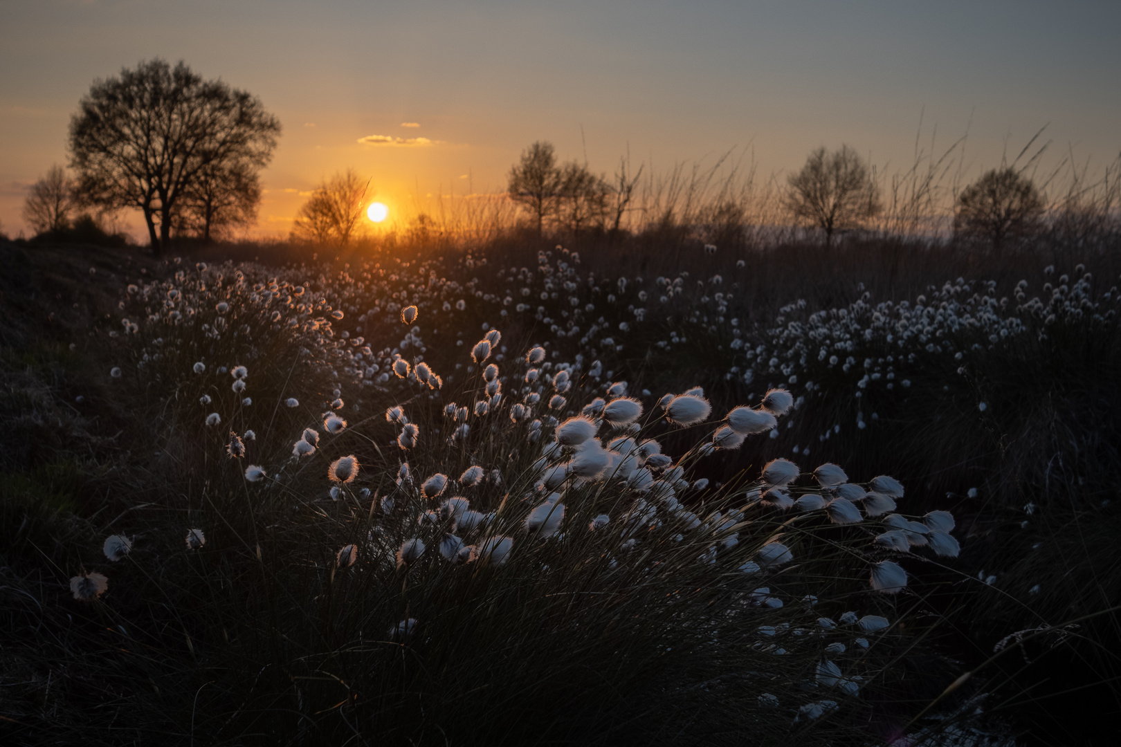 Wollgras im Sonnenuntergang