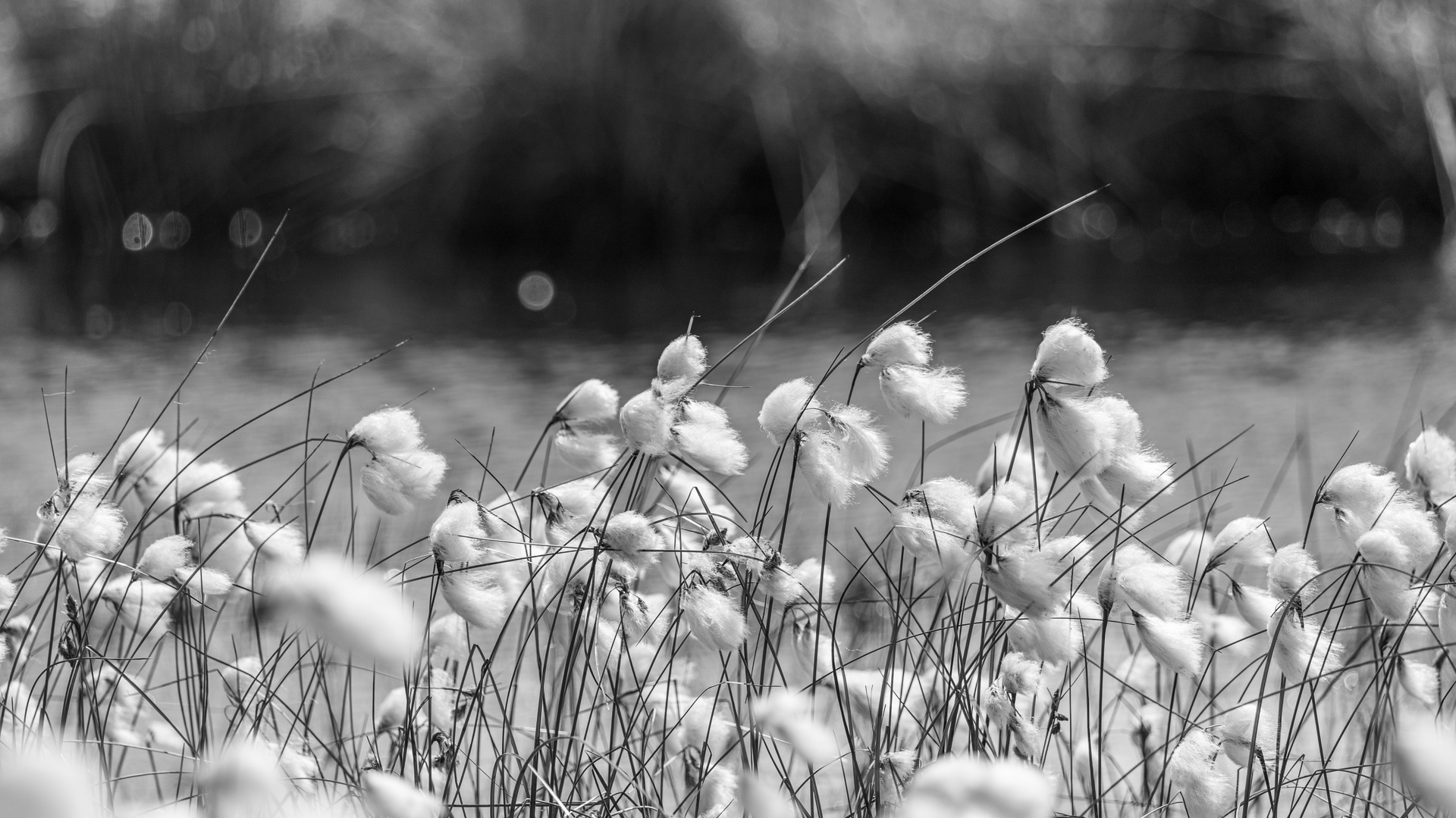 Wollgras im Stapeler Moor