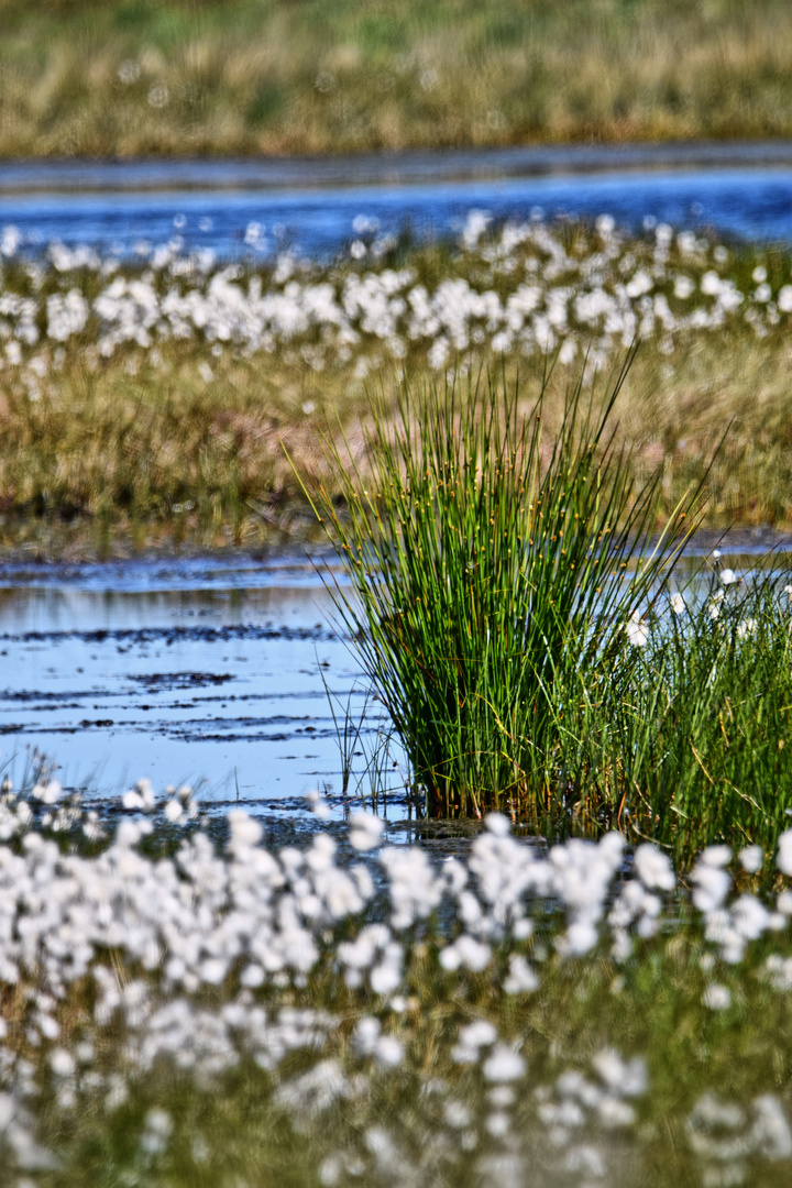 Wollgras im Stapeler Moor