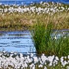 Wollgras im Stapeler Moor