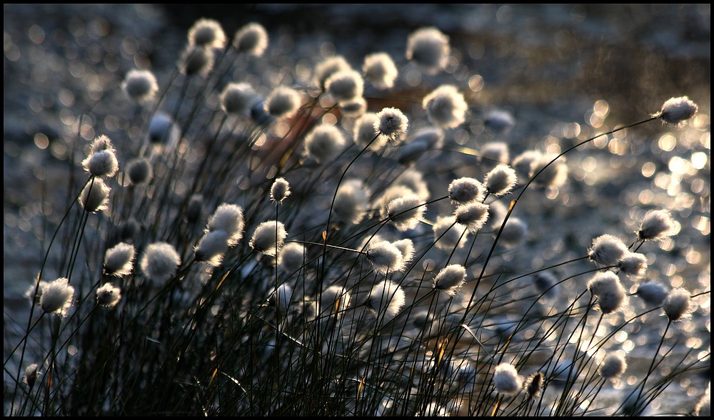 Wollgras im Wind