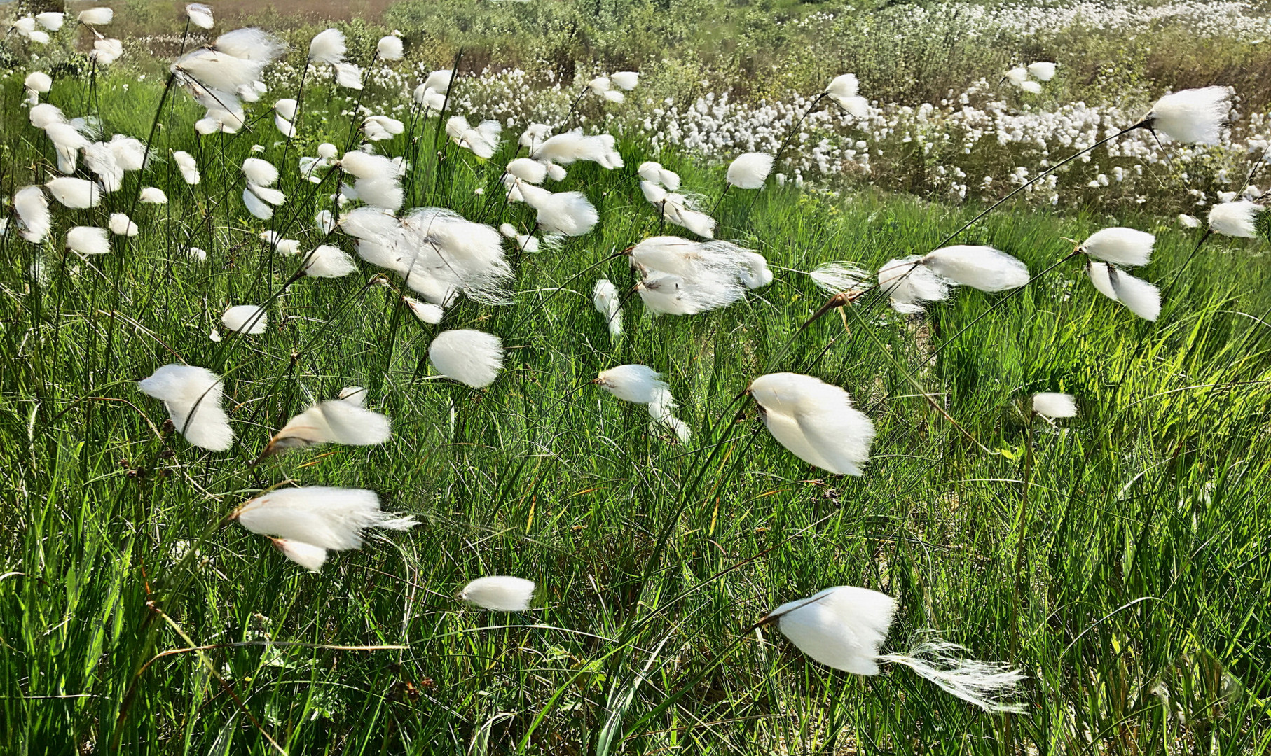 Wollgras im Wind