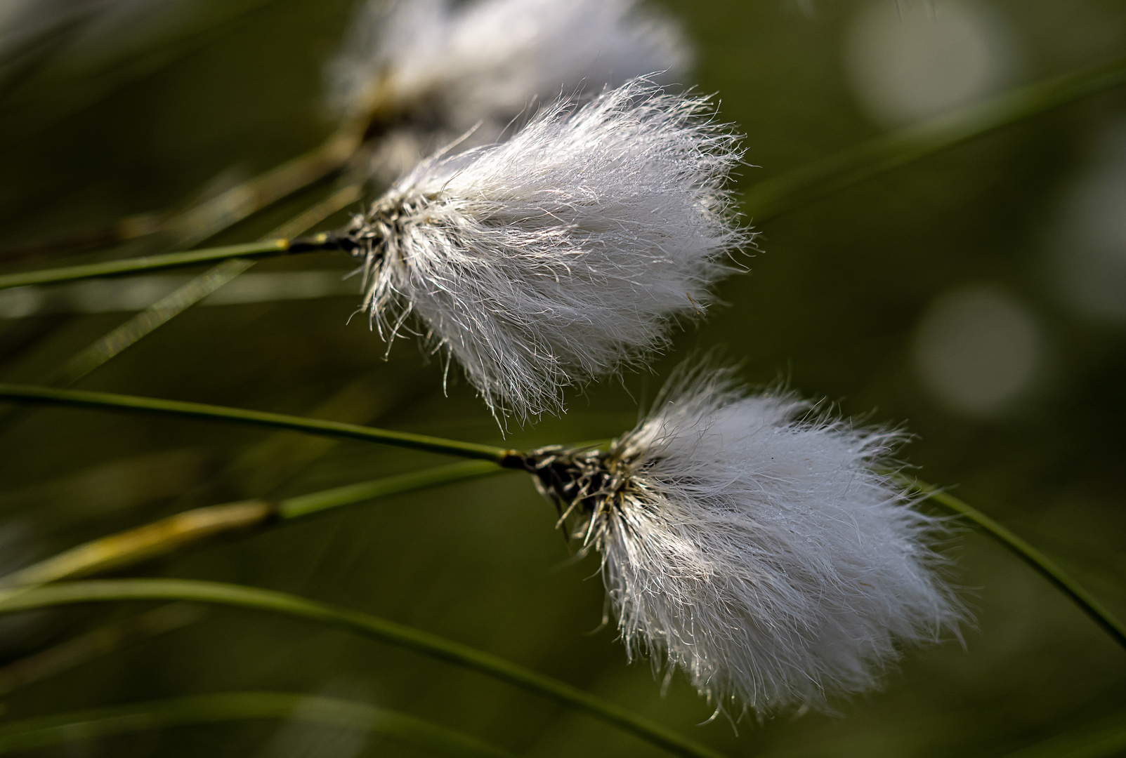 Wollgras im Wind