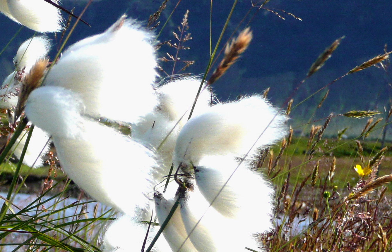 Wollgras im Wind