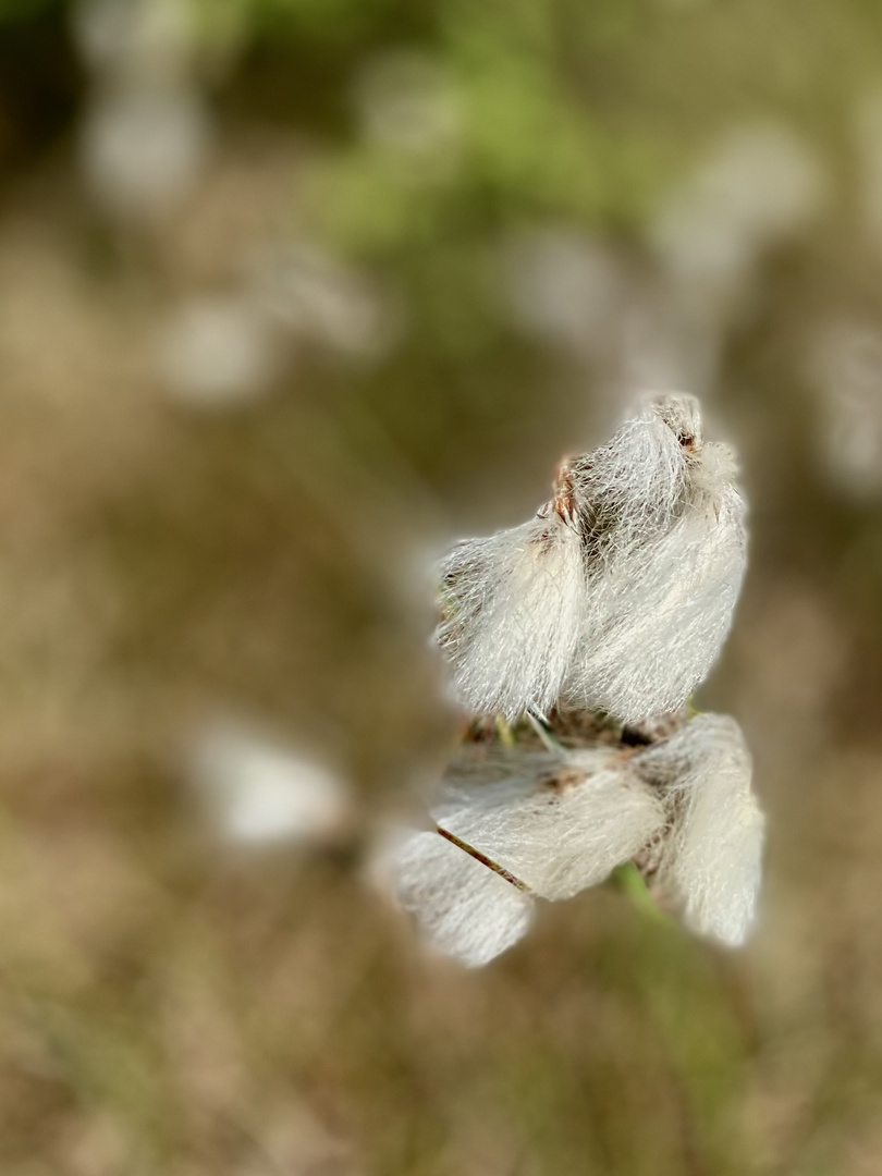 Wollgras im Wind