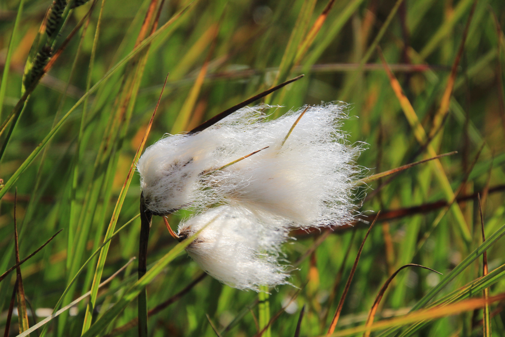 Wollgras im Wind