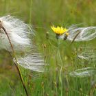 Wollgras im Wind