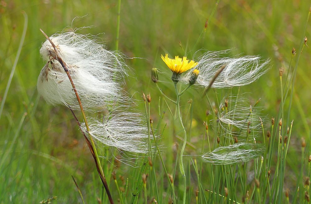 Wollgras im Wind