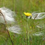 Wollgras im Wind