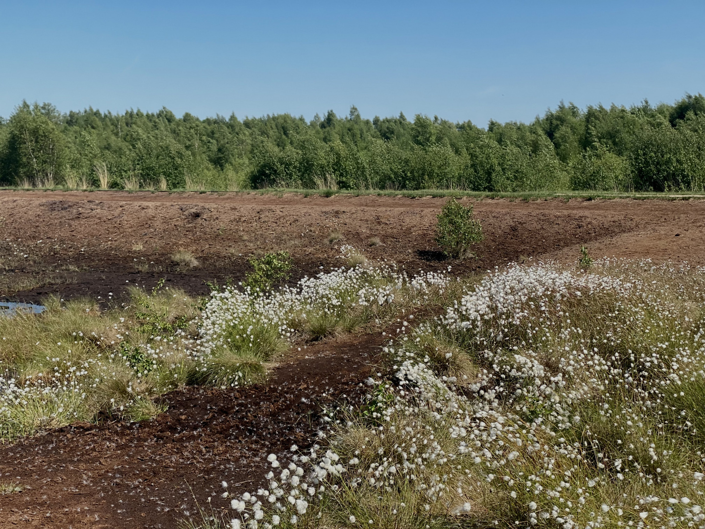 Wollgras im Wind