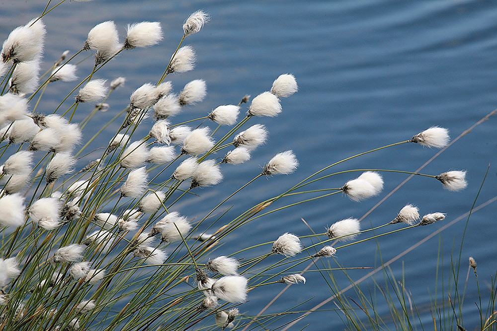 wollgras im Wind