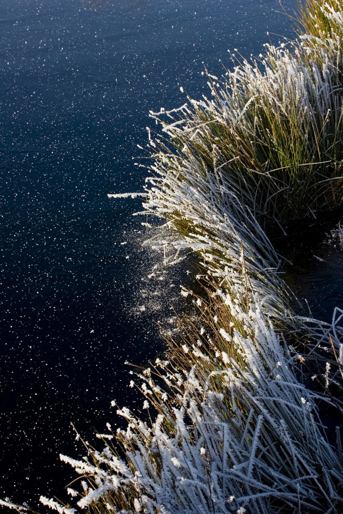 Wollgras im Winter