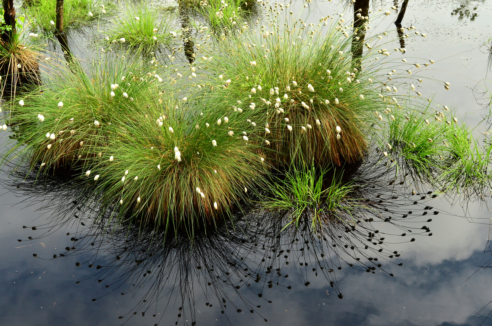 wollgras im wunstorfer moor