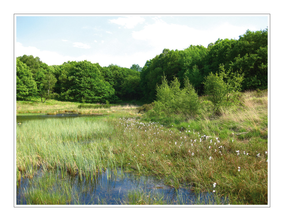 Wollgras in de Meinweg