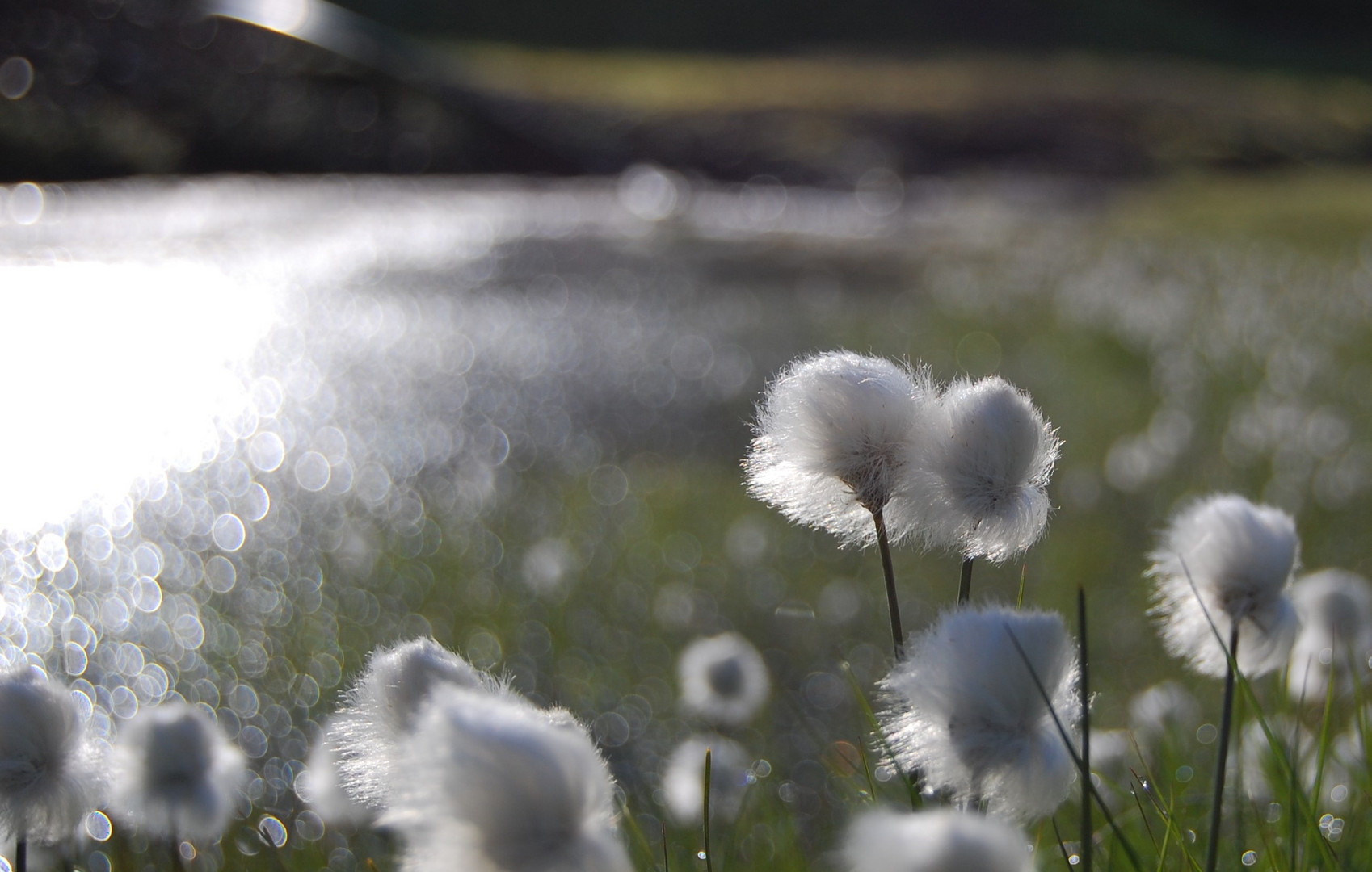 Wollgras in der Morgensonne