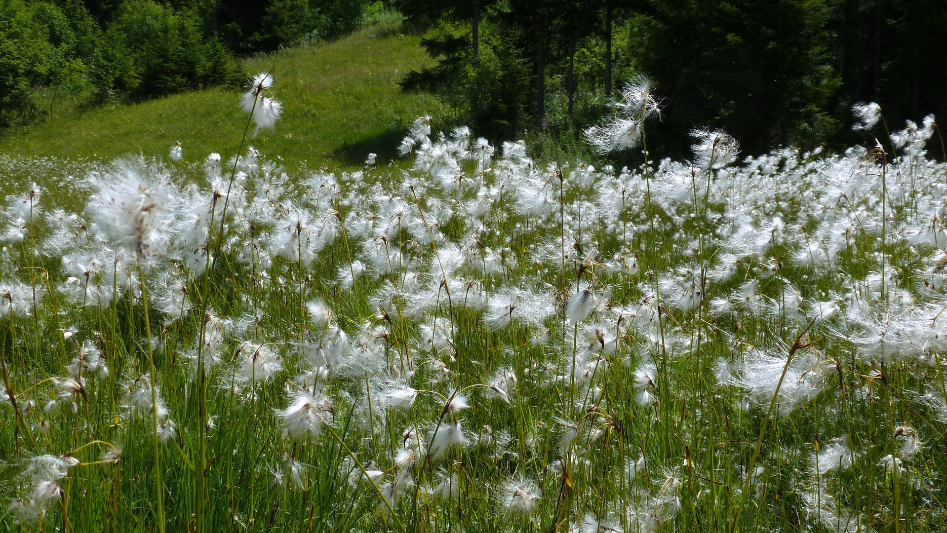 Wollgras in einem Hochmoor im Berner Oberland