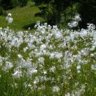 Wollgras in einem Hochmoor im Berner Oberland