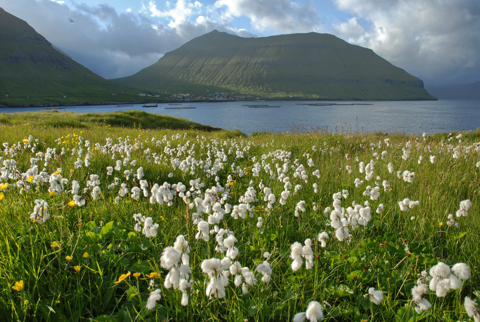 Wollgras in Hellur auf den Färöer Inseln