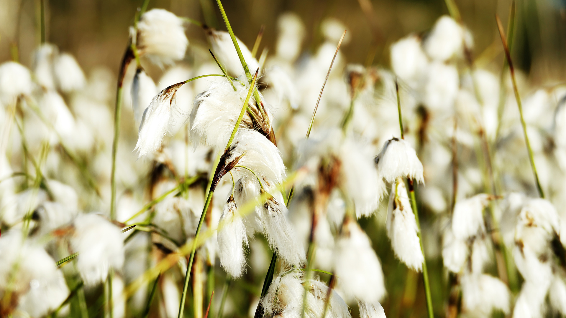 Wollgras in Hülle und Fülle