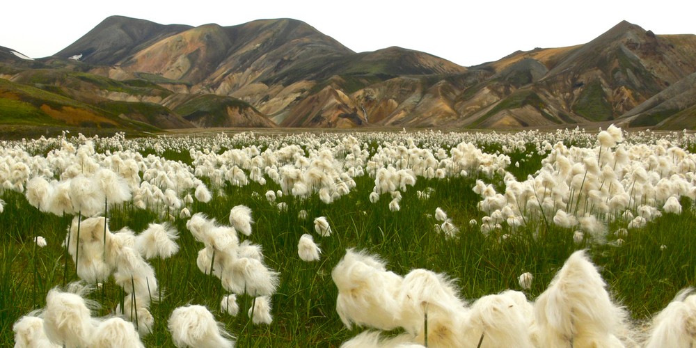 Wollgras in Landmannalaugar