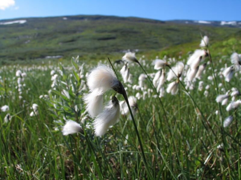 Wollgras in Lappland