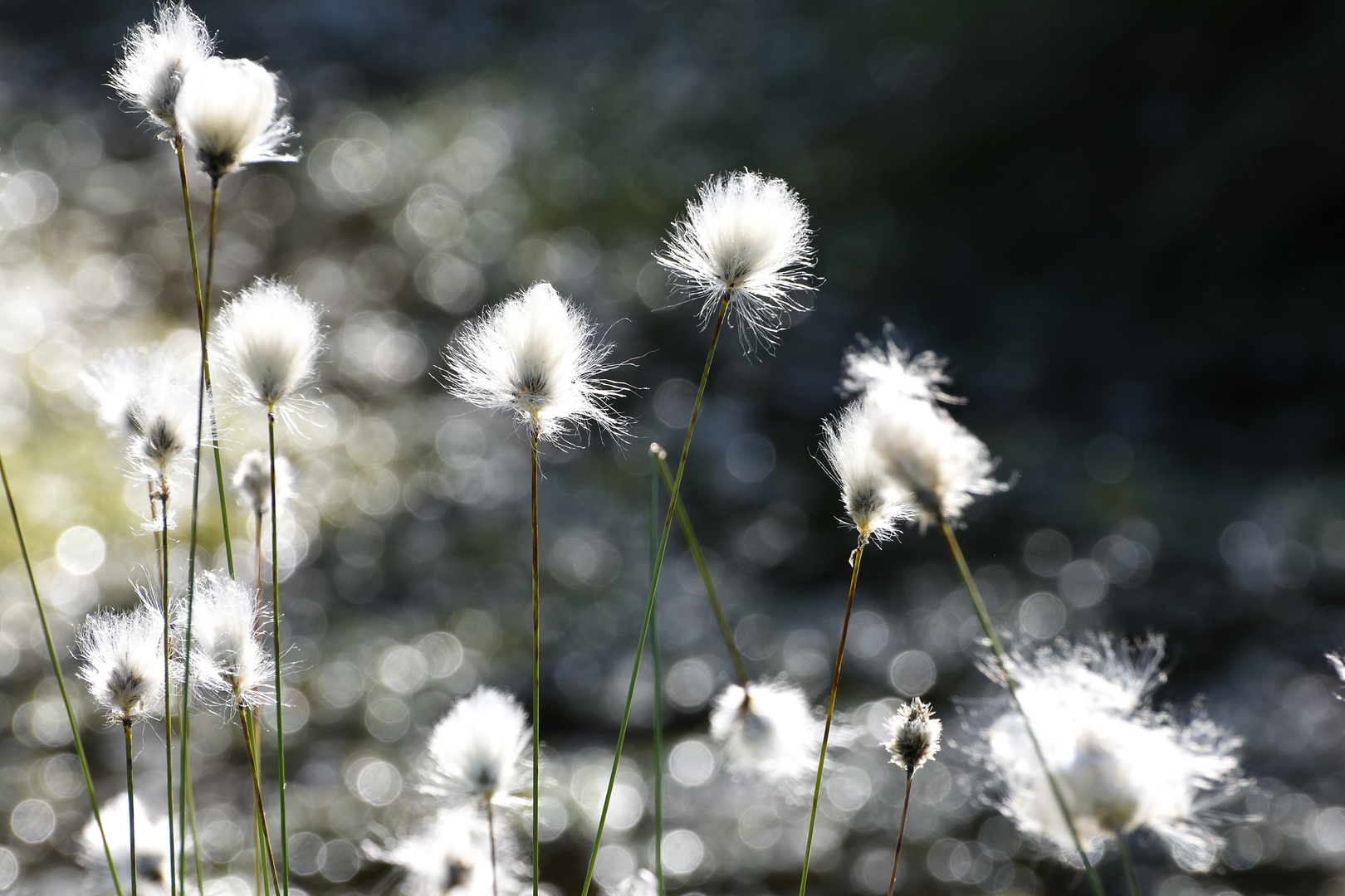 Wollgras in voller Blüte