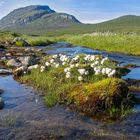 Wollgras-Insel in Lappland