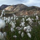 Wollgras ..... Landmannalaugar