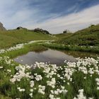 Wollgras mit Tschaggunser Mittagsspitze