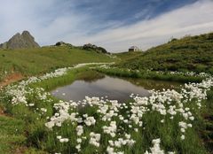 Wollgras mit Tschaggunser Mittagsspitze