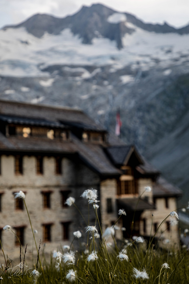 Wollgras "Puschel" vor der Berliner Hütte