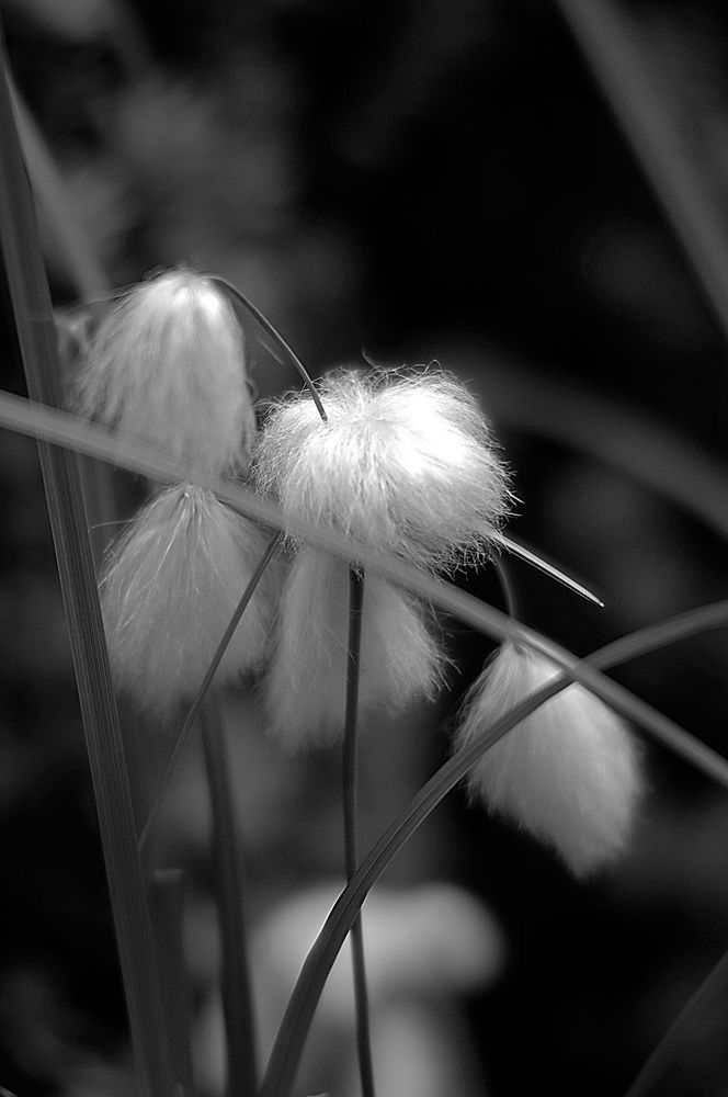 Wollgras schwarz-weiss