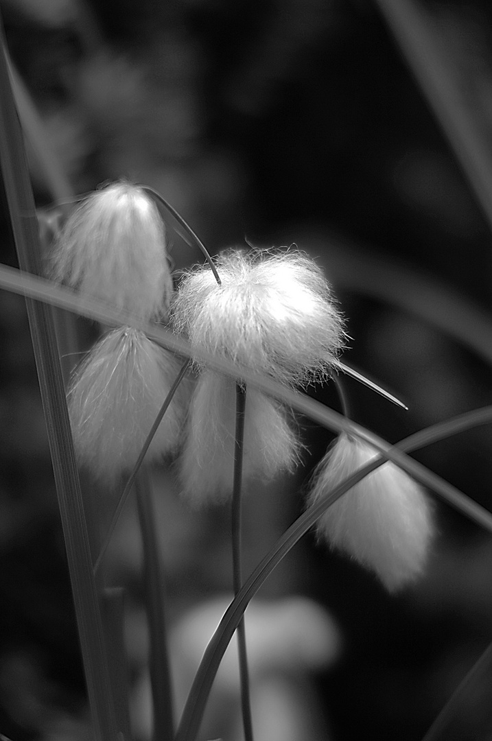 Wollgras schwarz-weiss