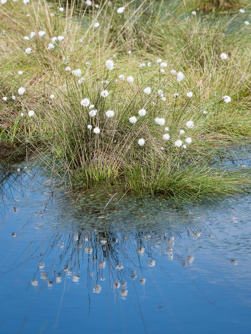 Wollgras Spiegelung Pietzmoor